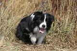 BORDER COLLIE 045